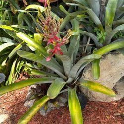 Bromeliad Plant For Shade Or Sun