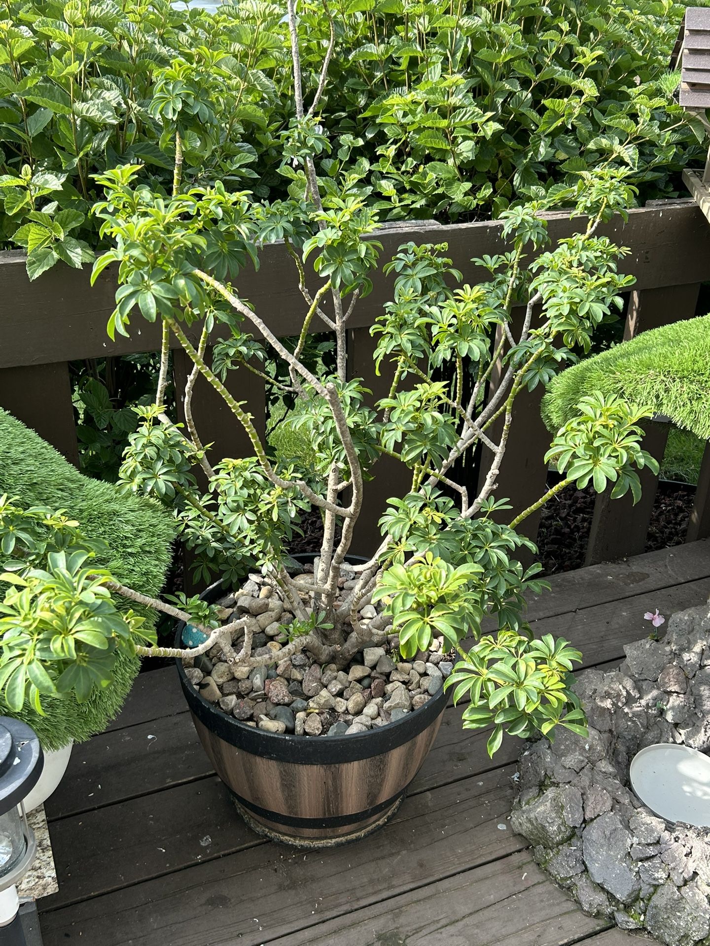 Dwarf Umbrella Tree