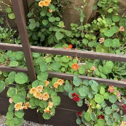 Nasturtium Flower Seeds (not Live Plants)