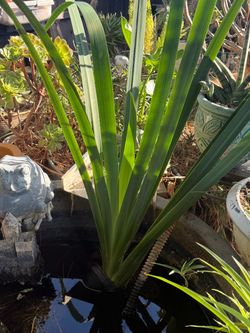 Water Plant, cactus and succulent