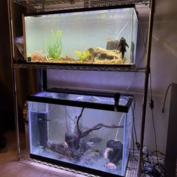 Fish Tank Aquarium Rack And Tanks 
