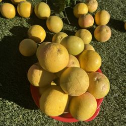 Organic Grapefruit, Juicy , Yummy 15 For $5 Only 👇