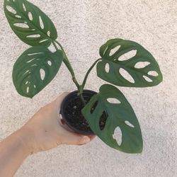 Beautiful Monstera Adonsonii Plant ( Wide Form) 