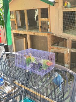 Lovebird Travel Cage