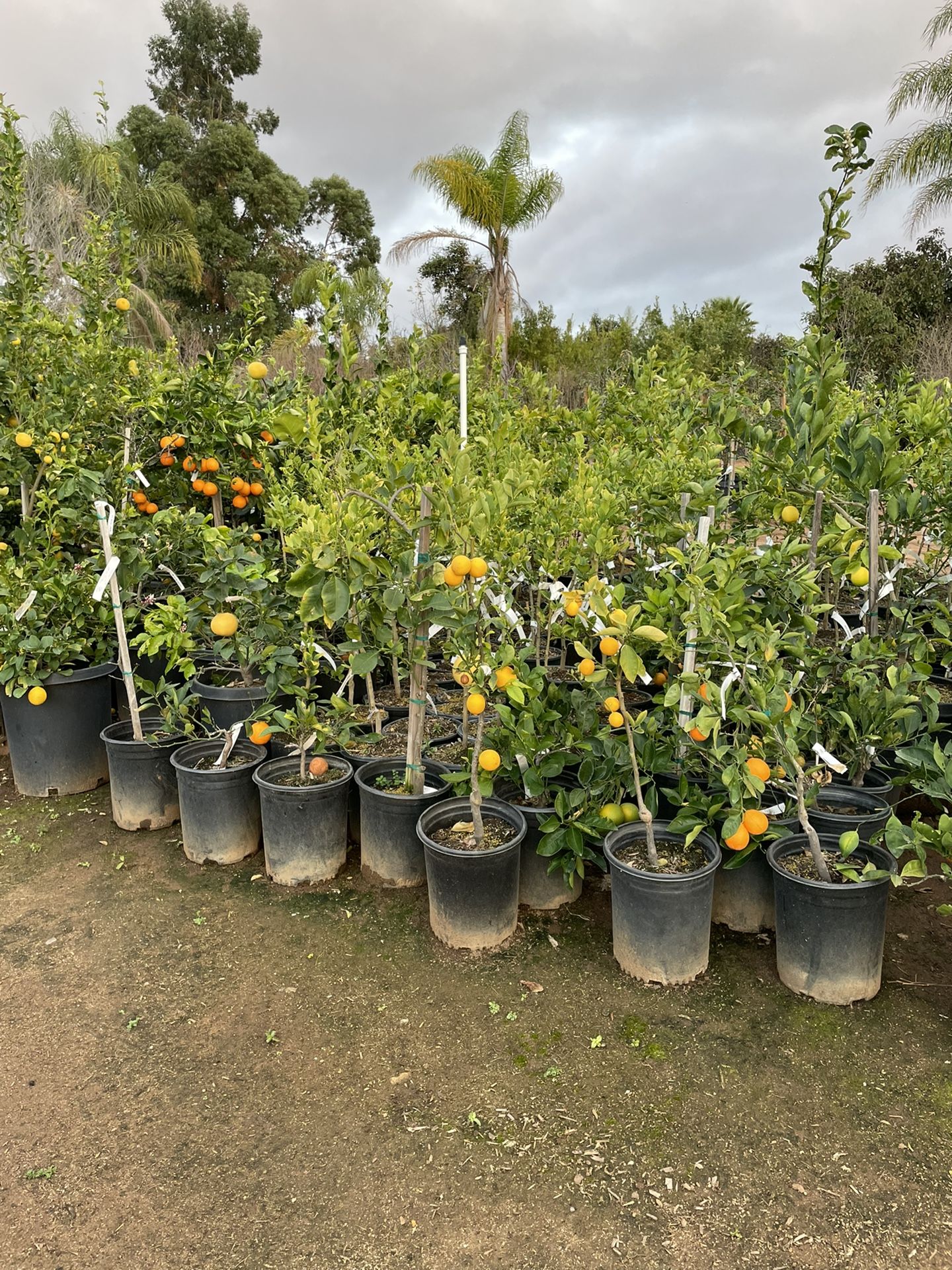 Citrus Trees- 5 Gallon Size- Calamondin Trees- Lemon Trees- Lime Trees