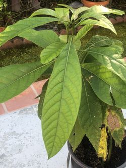 Hass Avacado Plants In 5 Gallon Pot