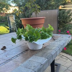 Strawberry Plants,black Current Plants