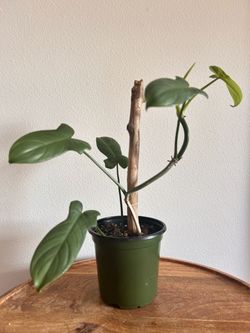 Philodendron bipennifolium (horsehead, violin)