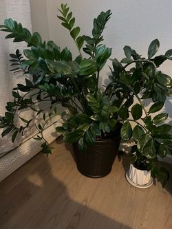 ZZ plant