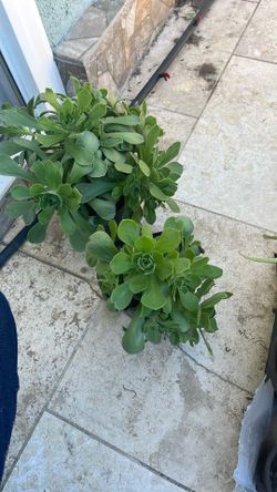 6” Pot Aeonium Succulent