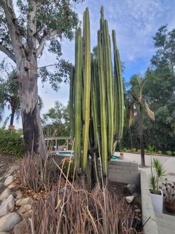 Mexican Fence Post Cactus