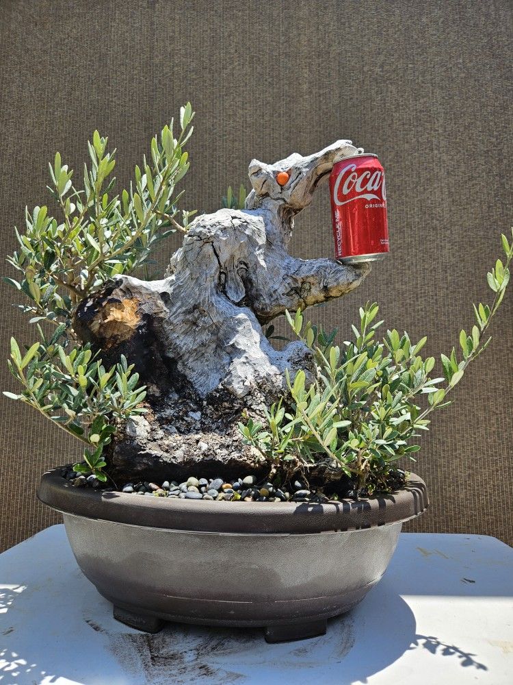 Old European Olive Bonsai Tree