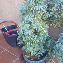 Plantas de rudas grandes cada una $17