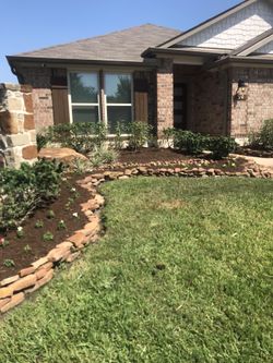 Senecitan Yardero Que Viva En Rosharon Tx