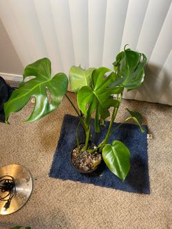 Monstera