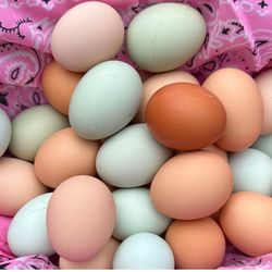 Organic Farm fresh, HERB FED Free range eggs straight from our chickens to you 