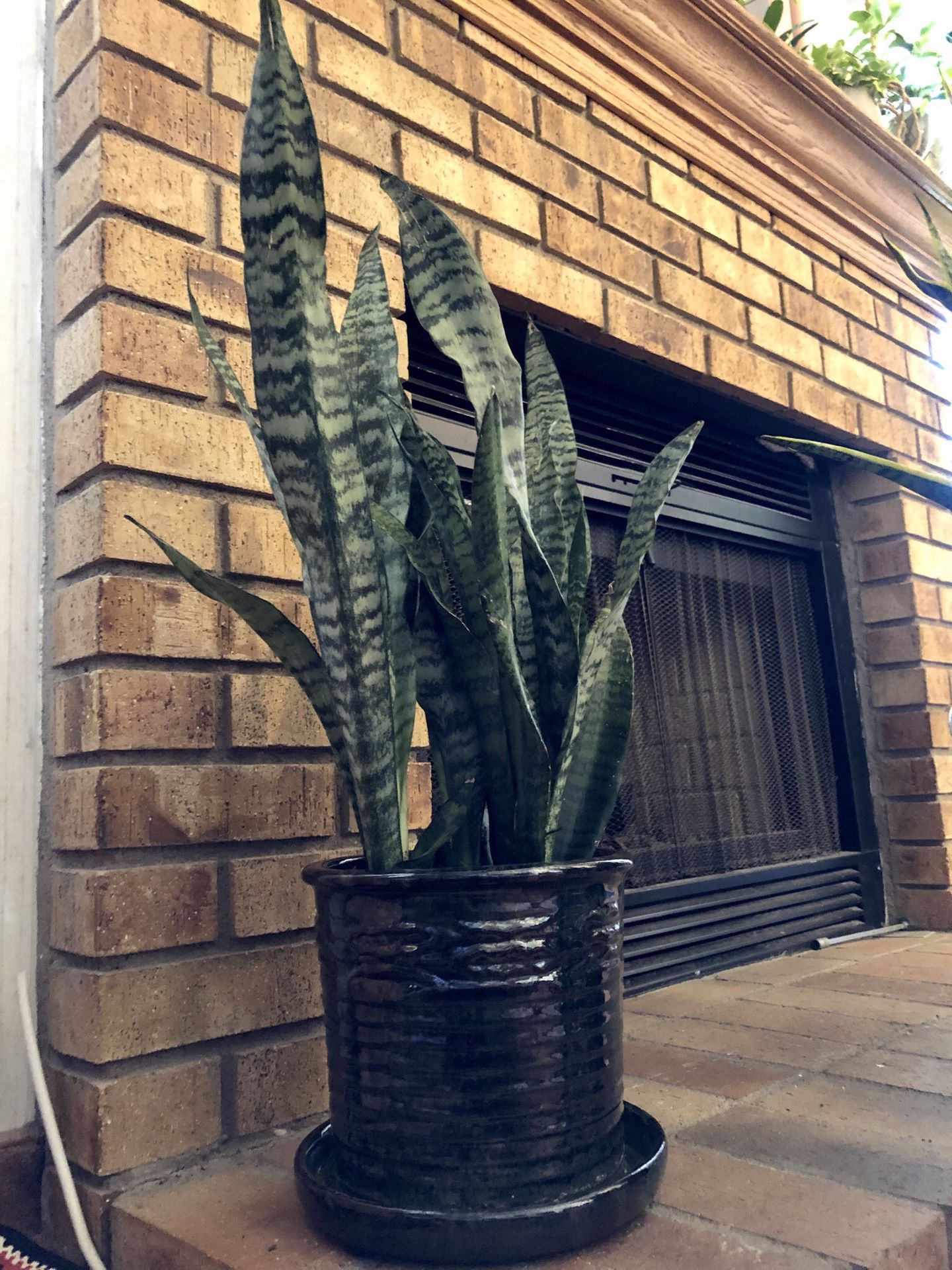 Live “Snake” plant (27" tall) in a beautiful contemporary 8" ceramic pot