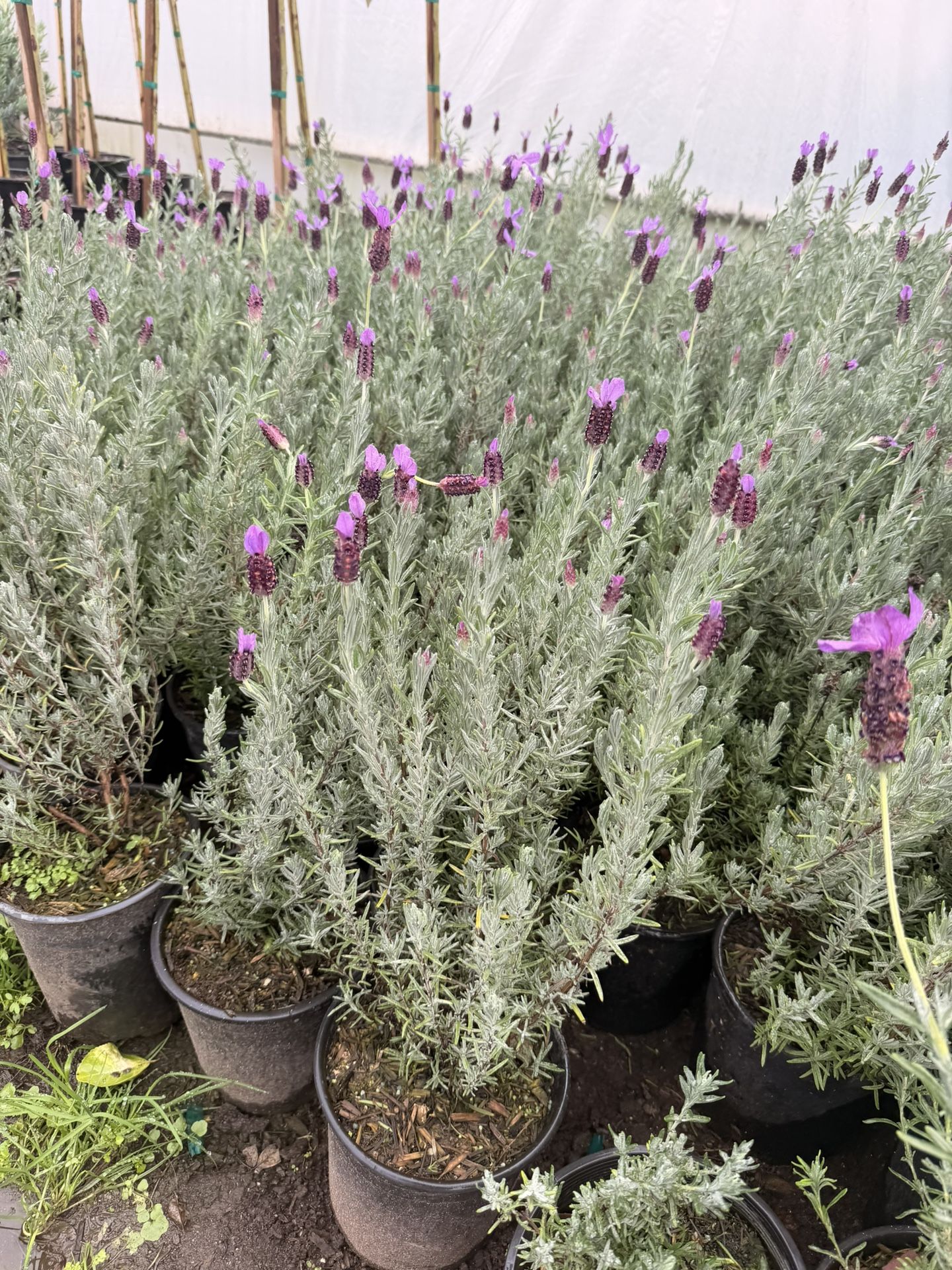 Lavender 1gal