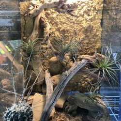 Exo Terra 12x12x18 Custom Desert Scape