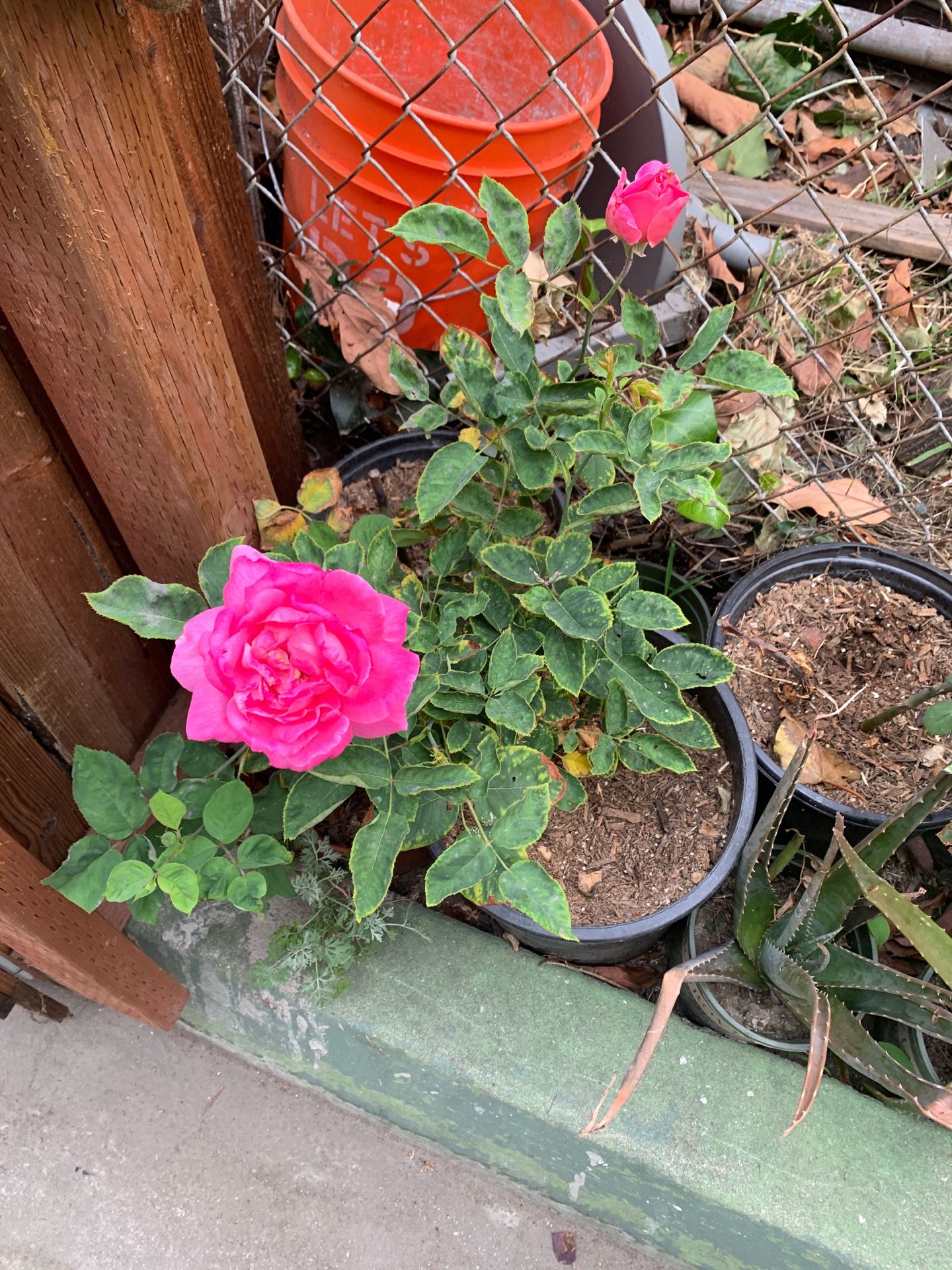 Roses and plants