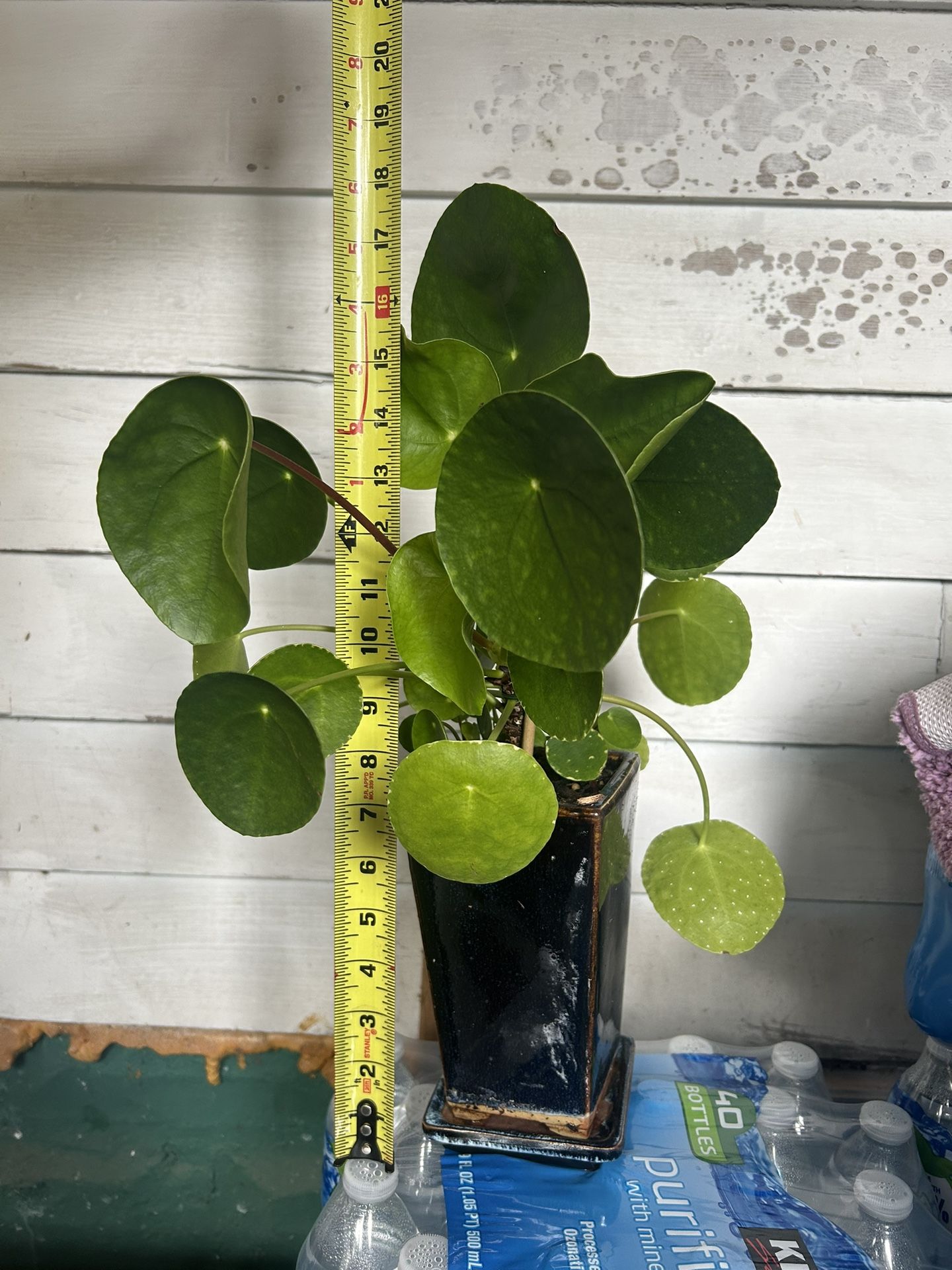 Chinese Money Plant
