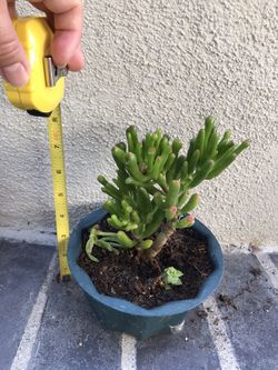 Plant