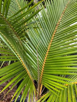 Yellow coconut palms