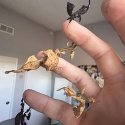15x Ghost Mantis Decoration 