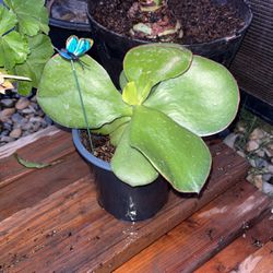 Succulent Plant 🪴 $7 EACH 