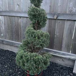 Dwarf Alberta Spruce 