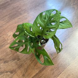 Monstera adansonii plant + free bird of paradise plant starter