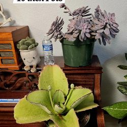 XL Succulents Plants 