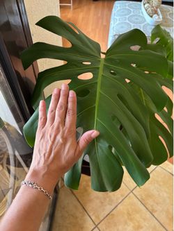 Monstera Deliciosa