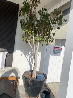 Pot