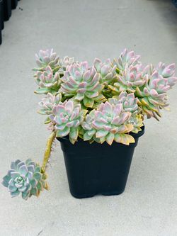 Succulents plants 🪴
