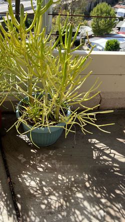 Pencil Cactus