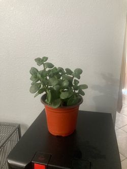 Jade hanging Succulent plant