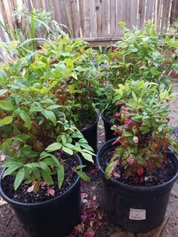 Turf Nandina $20 For all