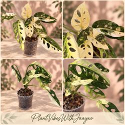 Monstera Adansonii Albo Plant - 5inch