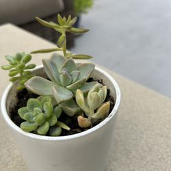 Succulents Arrangements 