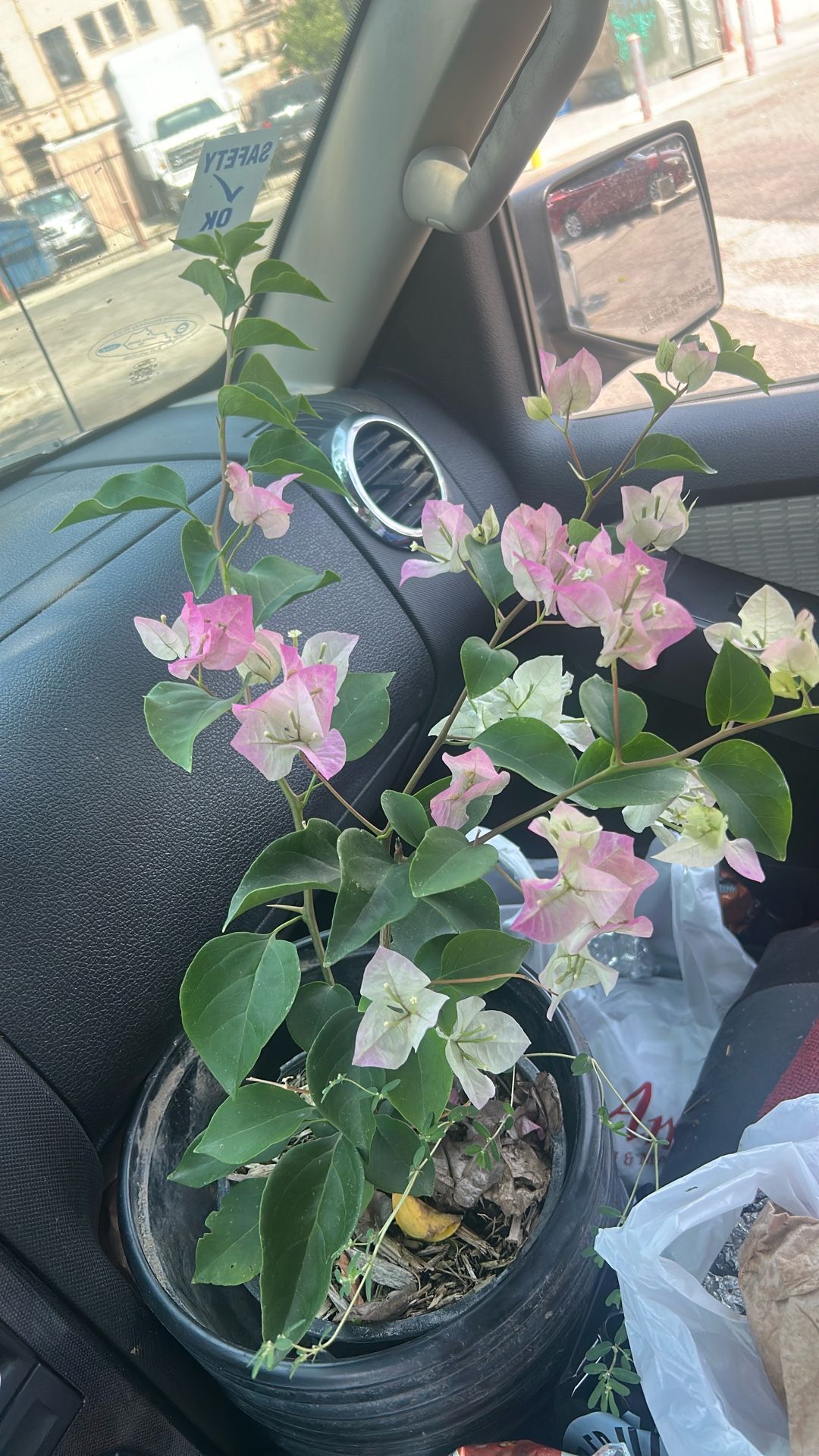 Bougainvillea Plants
