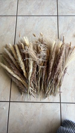 Pampas