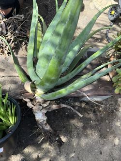 Aloe Vera Plant. Rooted. Various Sizes Buy 1 Get 1 FREE This Picture Has Several Plants