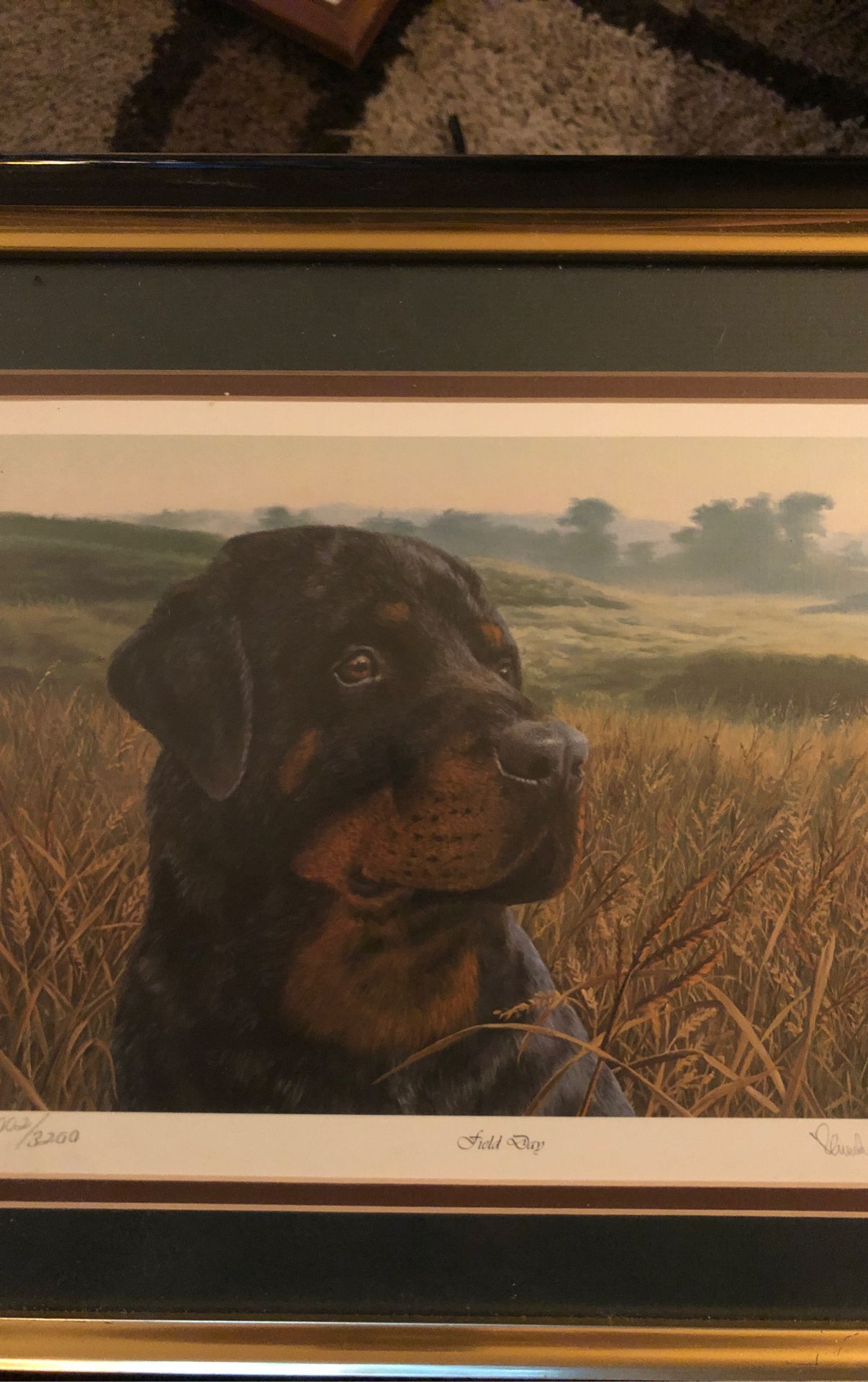 Beautifully framed Rottweiler print signed & numbered by Randy McGovern