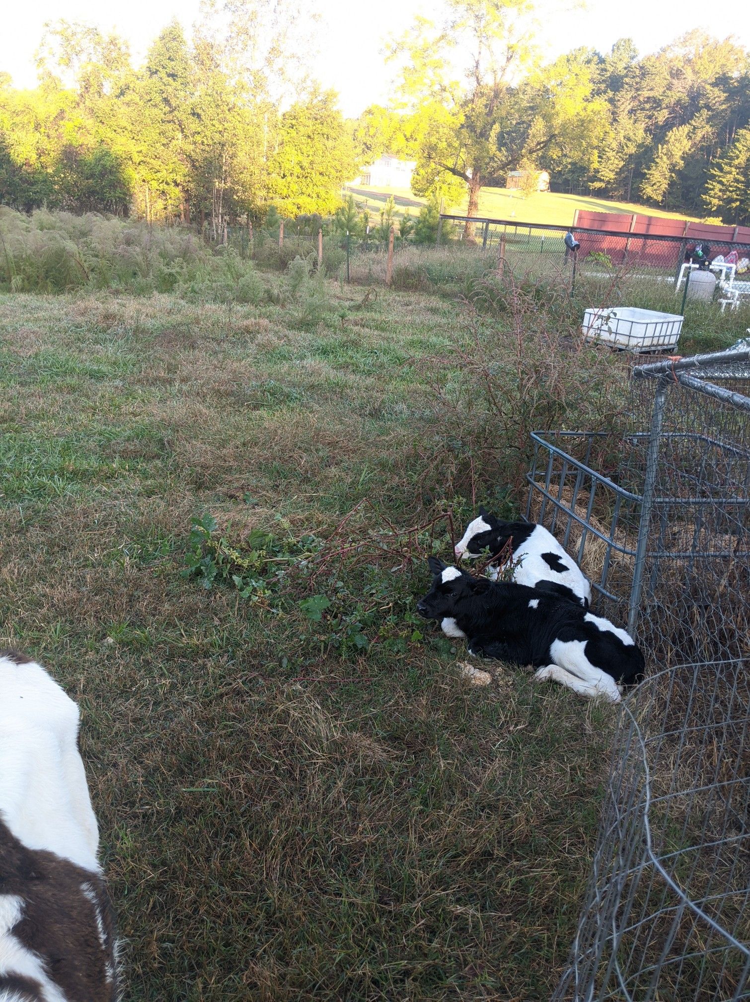 Holsteins bottle calves