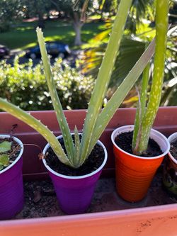 Live Aloe Vera and Mint Plants in Small Pots (each $3)