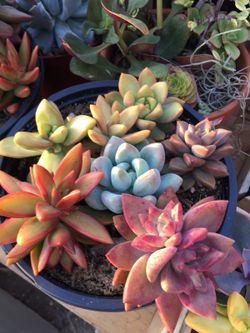 Succulents arrangement