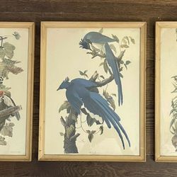 Audubon Lithographs Set Of 3