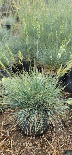 Blue Fescue Grass 