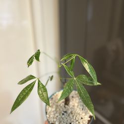 Houseplant Money Tree Bonsaii